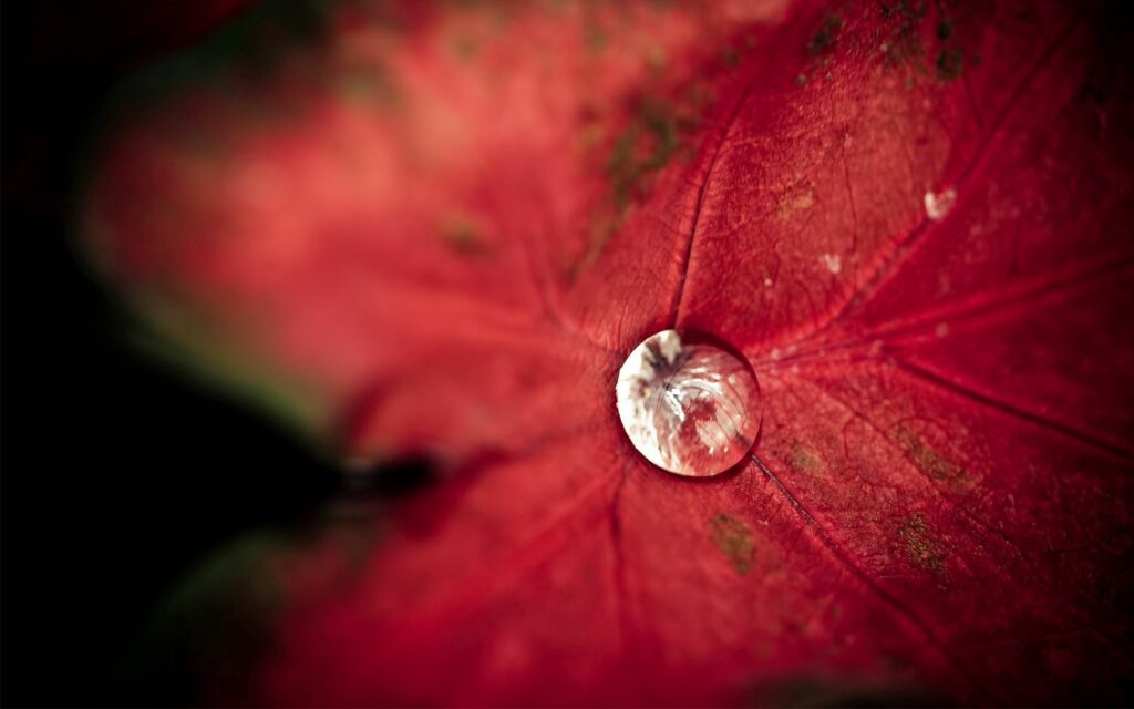 Vibrant Red Leaf with Water Droplet - Soft Lighting Wallpaper