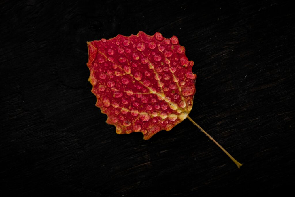 Vibrant Red Leaf with Water Droplets – Autumn Wallpaper Background