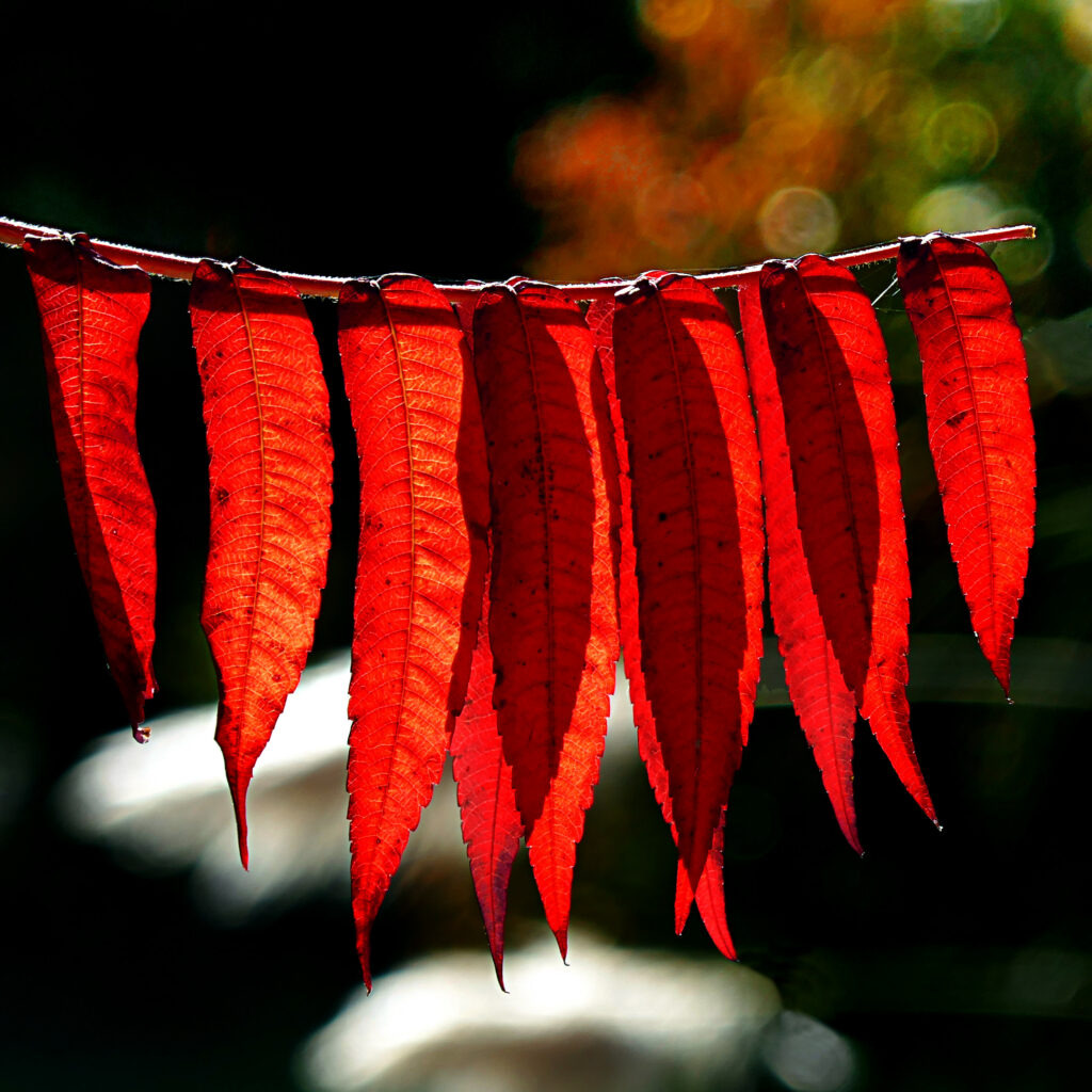 Vibrant Red Leaves Close-Up: Intricate Texture Wallpaper Background