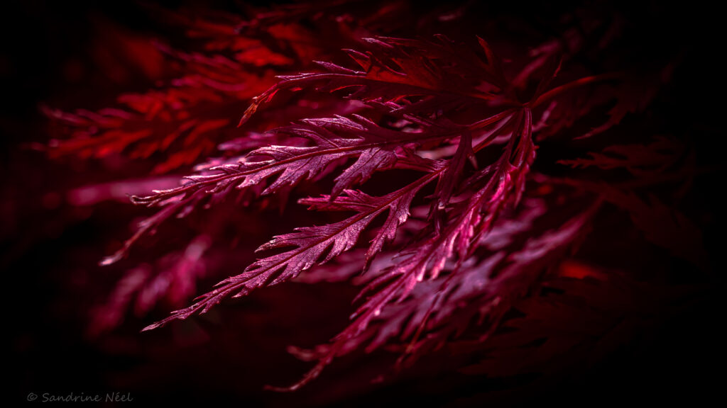 Vibrant Macro Red Leaves Wallpaper: Intricate Textures on Dark Background