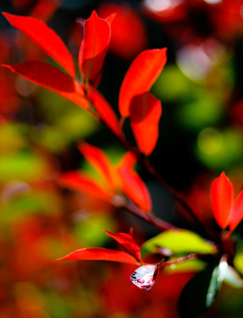 Vibrant Macro Wallpaper: Red Leaves with Water Droplets Background