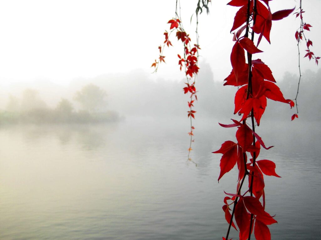 Vibrant red autumn leaves on branches foreground tranquil misty lake soft morning light wallpaper