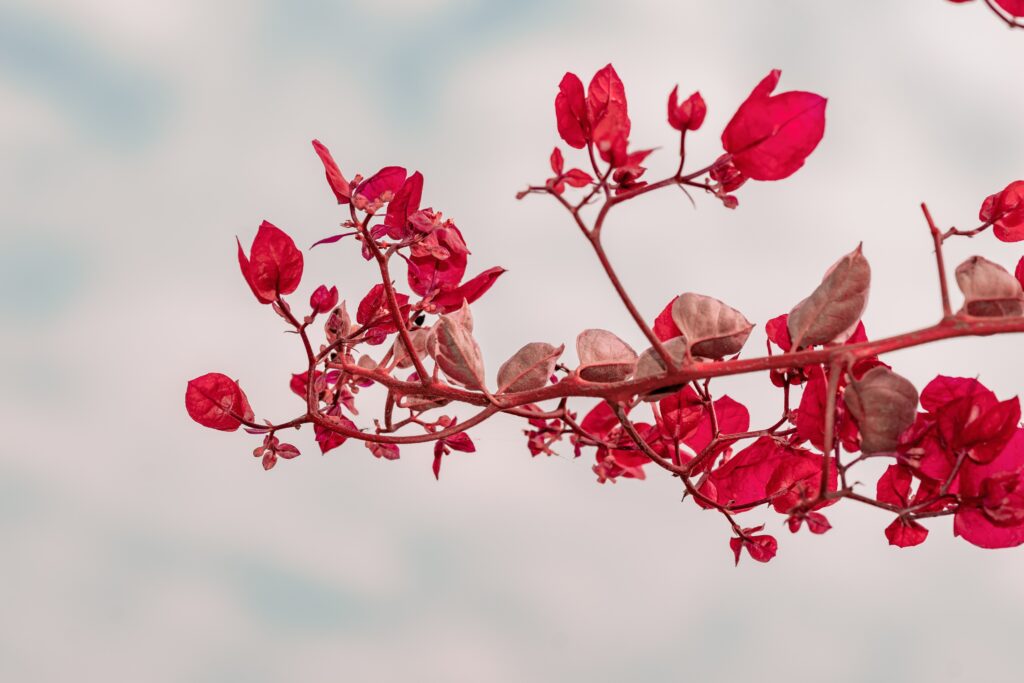 Vibrant Red Leaf Close-up Wallpaper Against Soft Cloudy Background