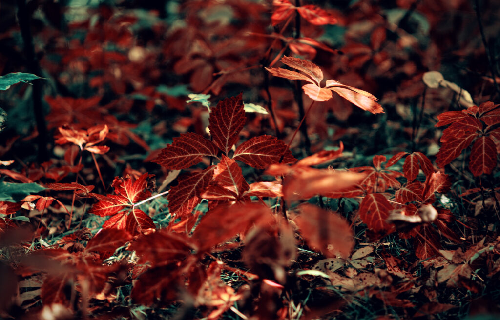 Autumn Leaves Wallpaper: Red Veins Amidst Grass & Branches