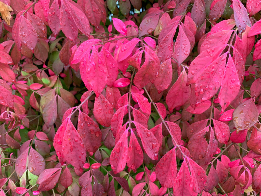 Vibrant Red Leaves with Water Droplets - Fresh Wallpaper Background