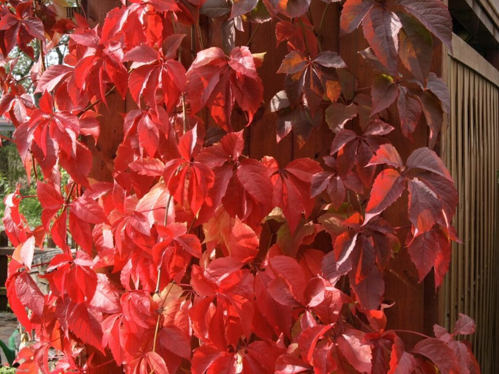 Vibrant red autumn leaves cascading on rustic wooden fence creating warm seasonal pattern Wallpaper