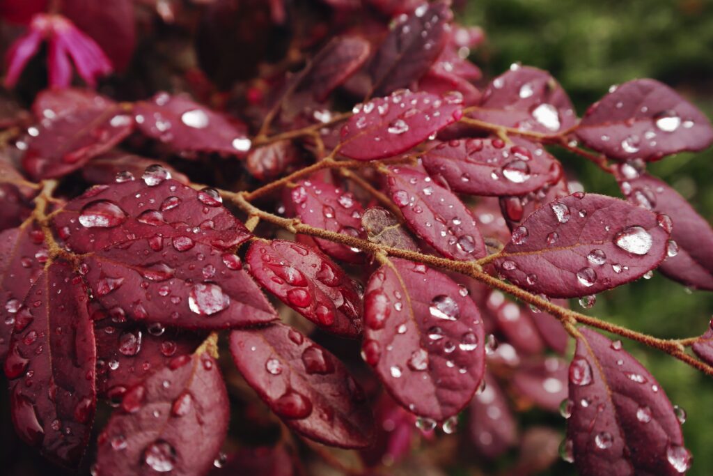 Macro Shot of Red Leaves with Raindrops - Nature Wallpaper Background