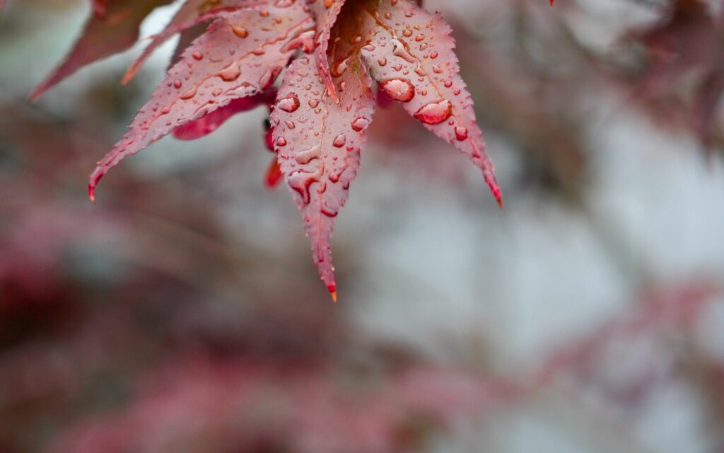 Vibrant Red Leaves with Water Droplets - Serene Wallpaper Background