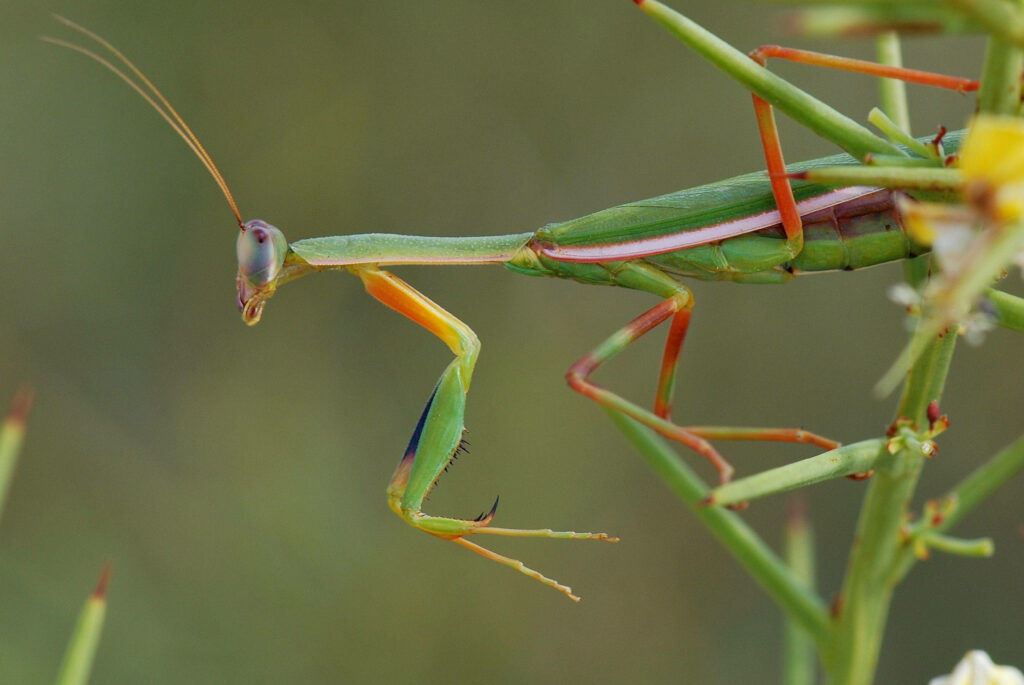 Vibrant Red-Legged Praying Mantis on Delicate Plant Wallpaper