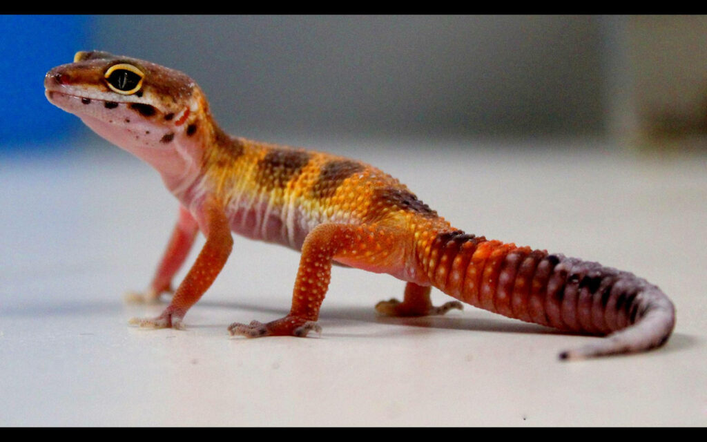 Vibrant Red Leopard Gecko Wallpaper with Blurred Background
