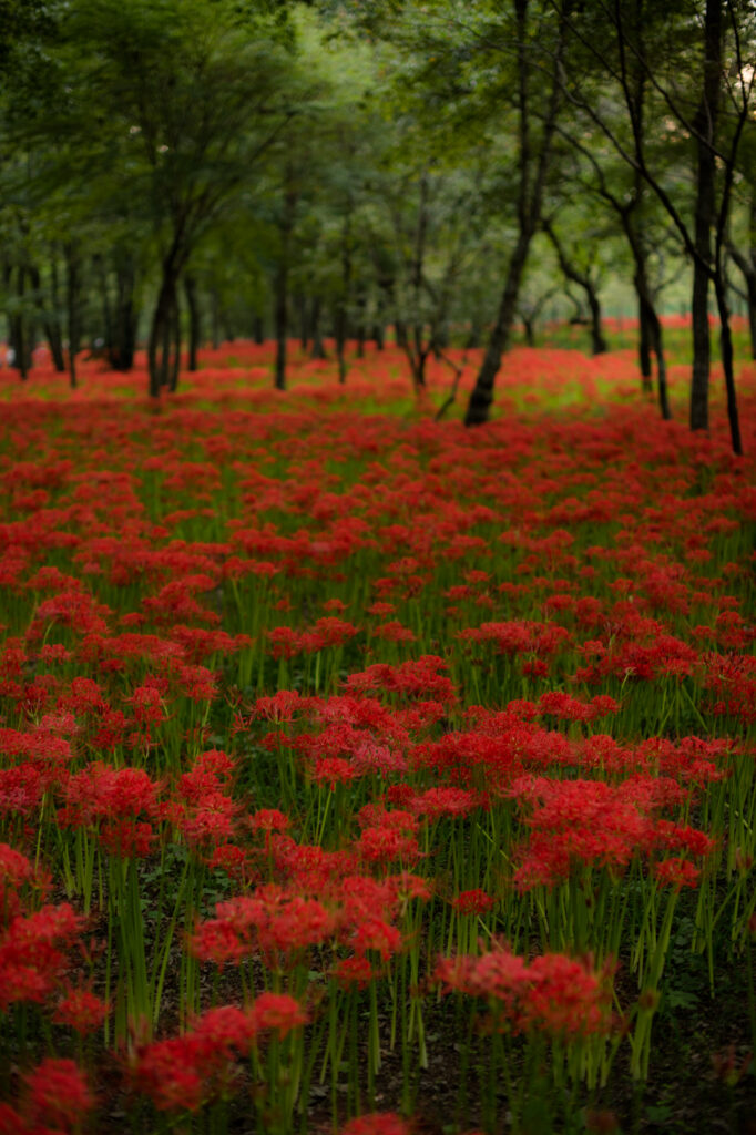 Vibrant Red Lilies in a Tranquil Green Field Background Wallpaper