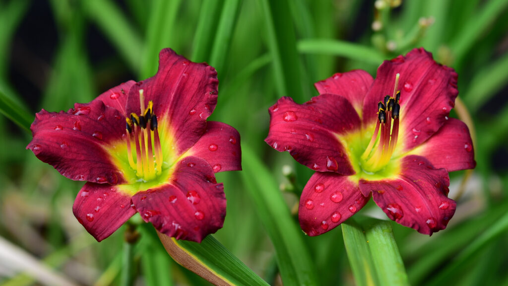 Vibrant Deep Red Lilies with Raindrops on Lush Green Background Wallpaper