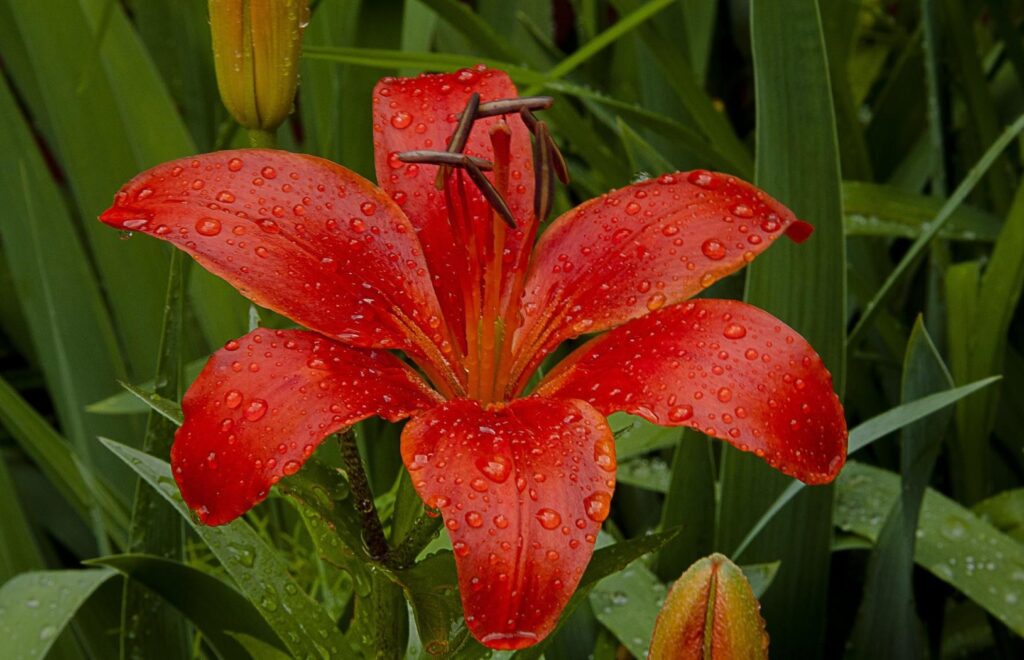Vibrant Red Lily Close-Up with Water Droplets on Green Leaves Wallpaper