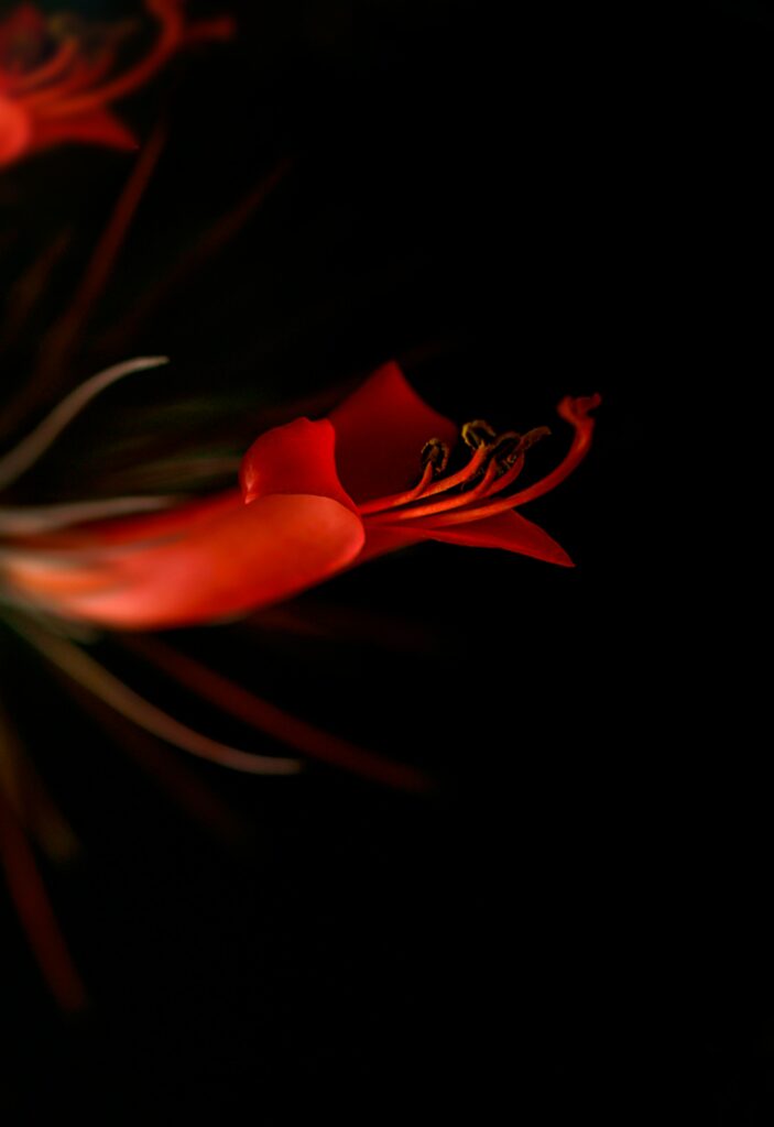 Vibrant Red Lily Floral Wallpaper on Dark Dramatic Background