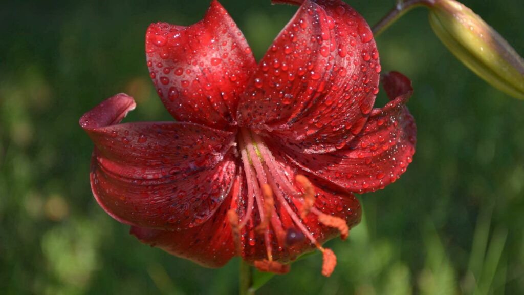 Stunning 1920x1080 Red Lily Wallpaper with Dewdrops - Floral Beauty