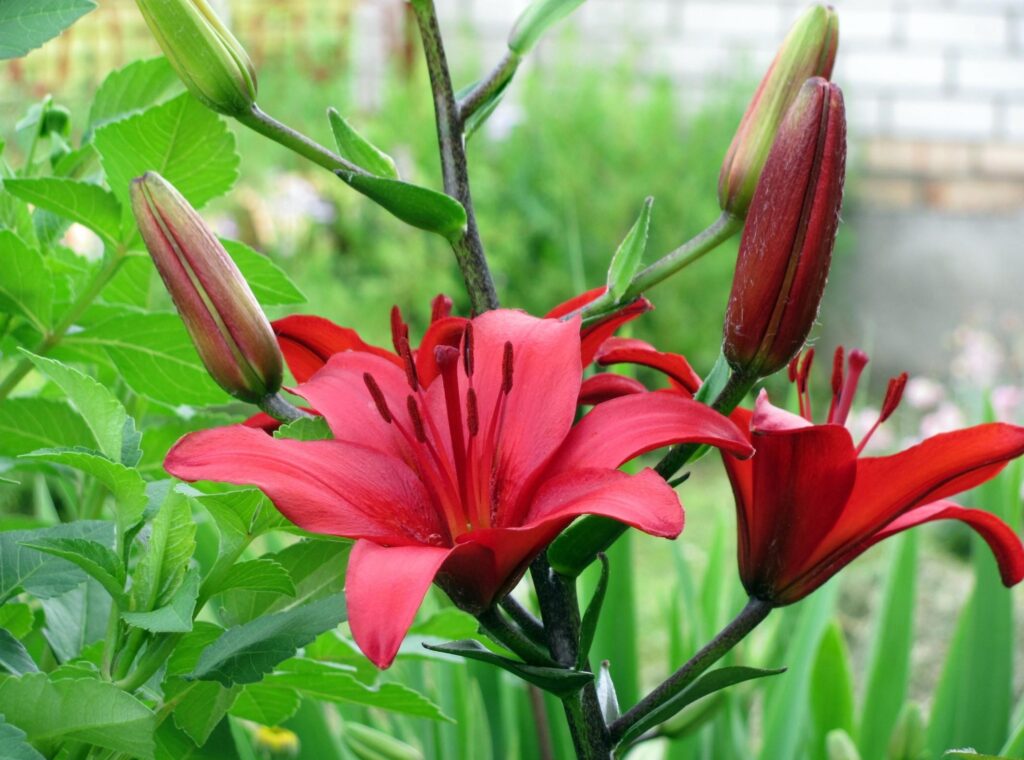 Captivating Close-Up of a Blooming Red Lily - Vibrant Floral Background Wallpaper