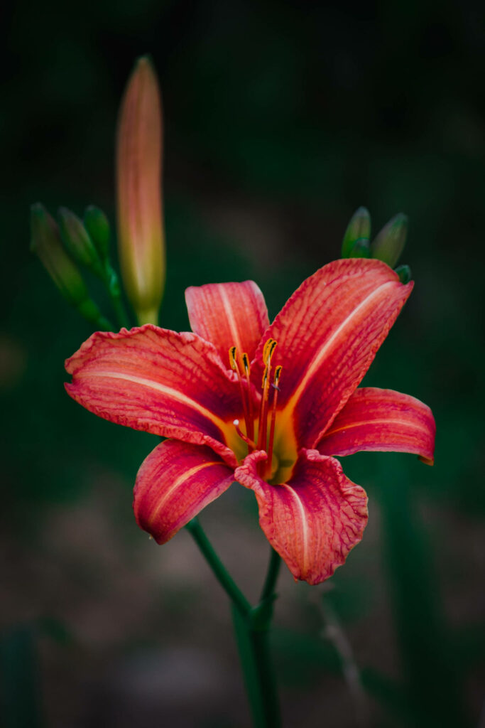 Vibrant Red Lily Wallpaper with Yellow Center & Natural Background