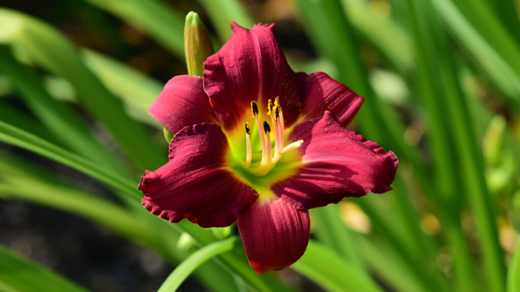 Vibrant Red Lily in Bloom: Macro Detail Against Blurred Green Background Wallpaper