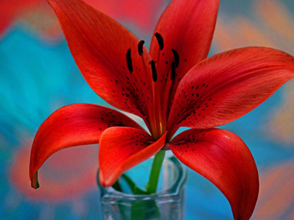 Vibrant Red Lily Wallpaper with Soft Blurred Background