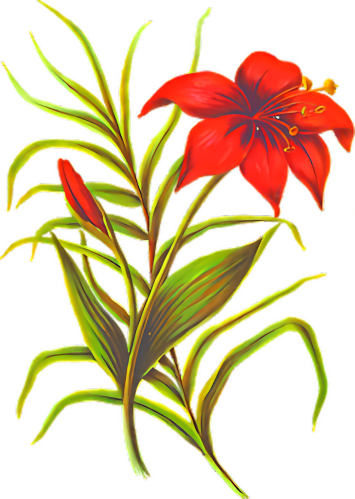 Vibrant Red Lily Wallpaper Surrounded by Lush Green Leaves