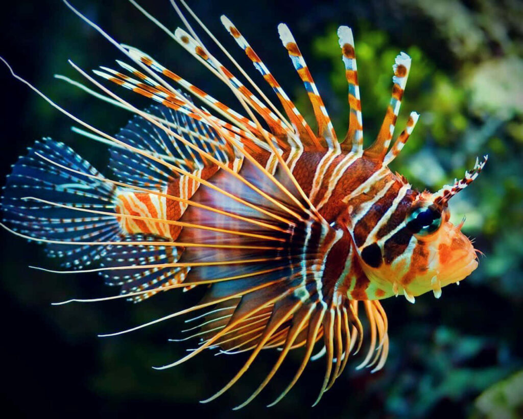 Stunning Red Lionfish Wallpaper: Vibrant Underwater Scene Background