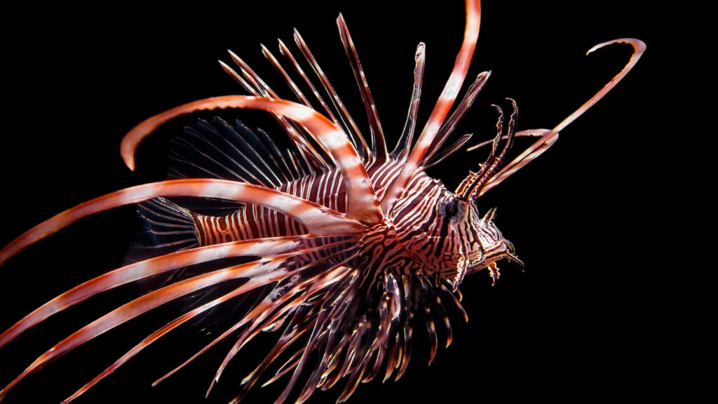 Vibrant Red Lionfish Wallpaper on Bold Black Background