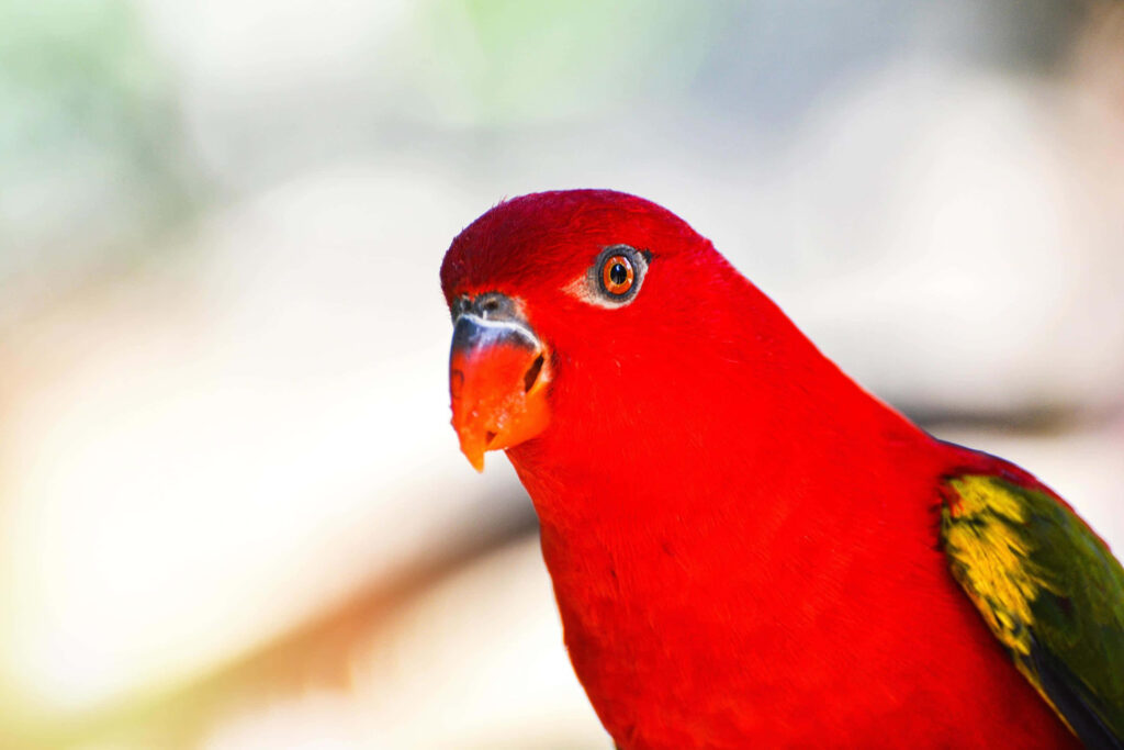 Close-Up of Vibrant Red Lory Bird Wallpaper for a Colorful Background