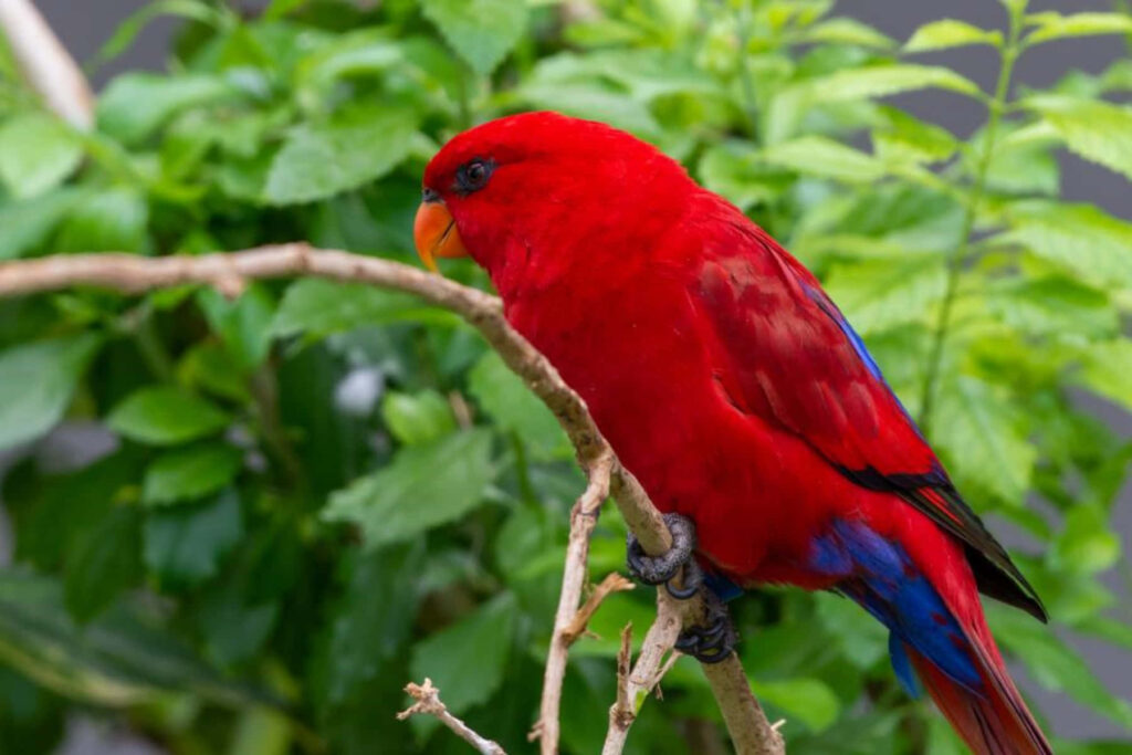 Vivid Red Lory Bird on Branch in Green Leafy Background Wallpaper