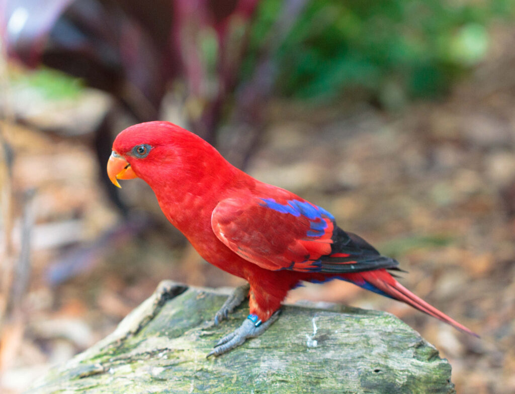 Vibrant Red Lory Bird Perched on Branch - Colorful Nature Background Wallpaper