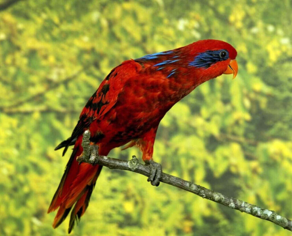 Vibrant Red Lory on Branch Amid Lush Green Background Wallpaper