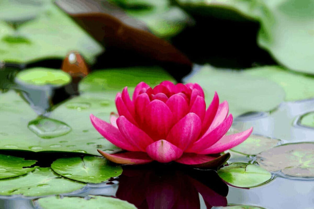Vibrant Red Lotus Flower Wallpaper on Lush Green Background