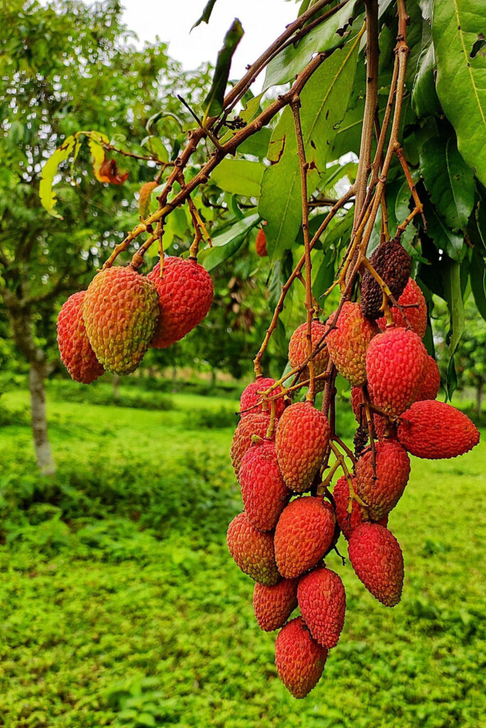 Vibrant Lychee Fruits Wallpaper on Lush Green Background