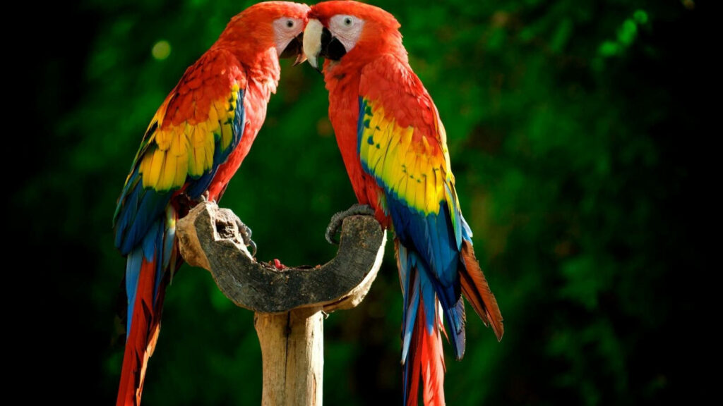 Vibrant Red Macaw Parrots on Branch Amidst Lush Green Background Wallpaper