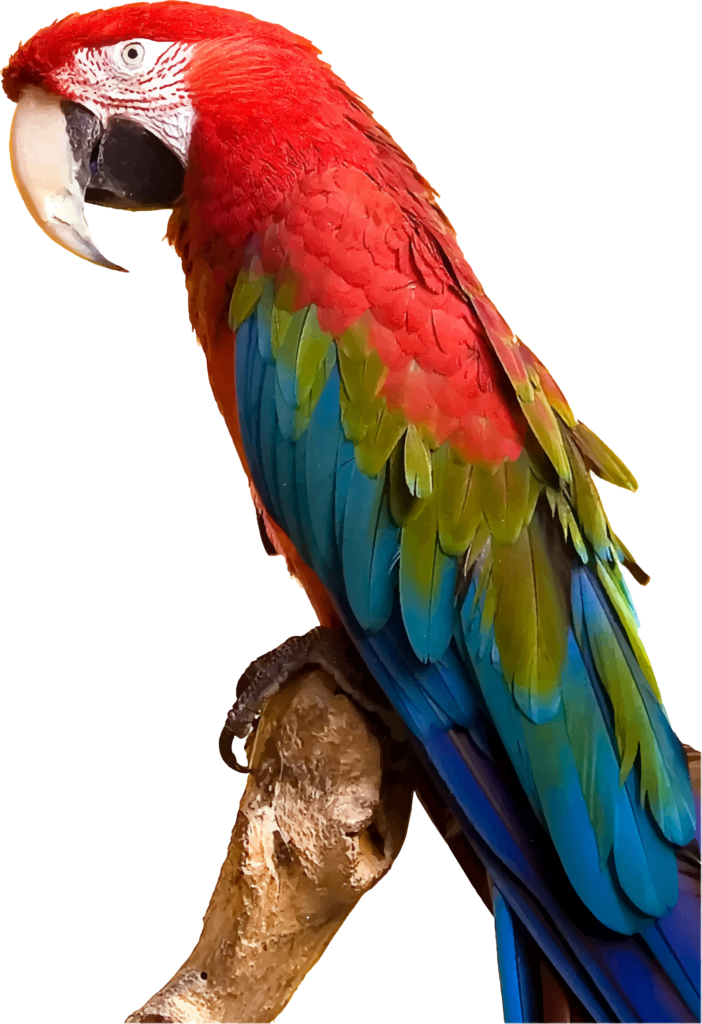 Vibrant Red Macaw on Branch – Captivating Colorful Wallpaper