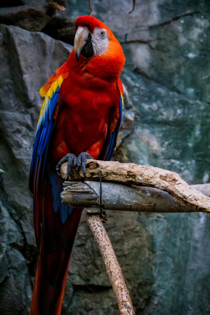 Vibrant Red Macaw Wallpaper: Colorful Bird on Branch Background