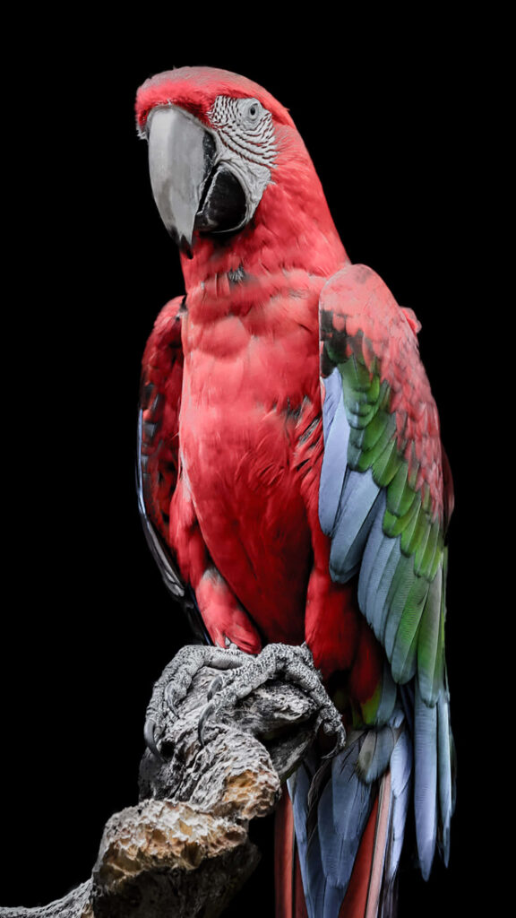 Vibrant Red Macaw Wallpaper for Samsung Galaxy Note 10 Plus