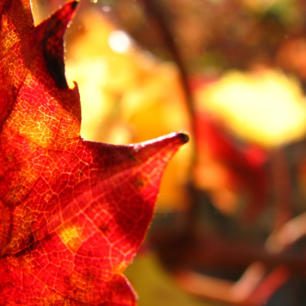 Vibrant Macro Shot of Red Maple Leaf - Autumn Wallpaper Background