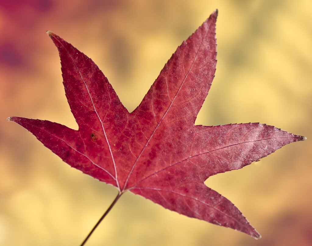 Vibrant Red Maple Leaf Macro - Stunning Autumn Wallpaper Background