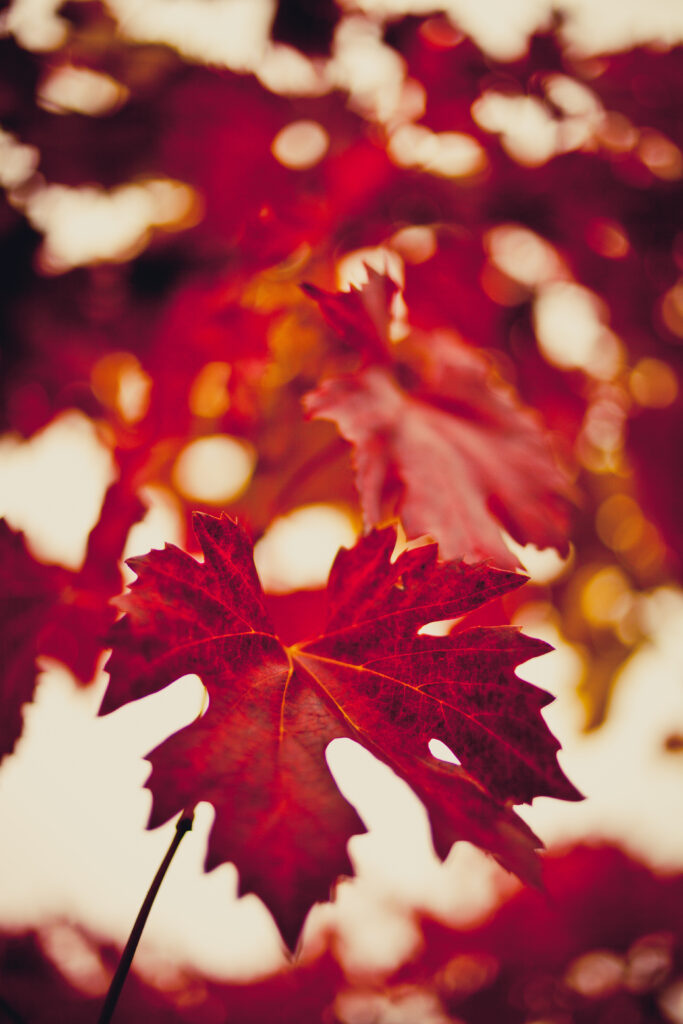 Vibrant Red Maple Leaf Wallpaper: Autumn Colors in Focus