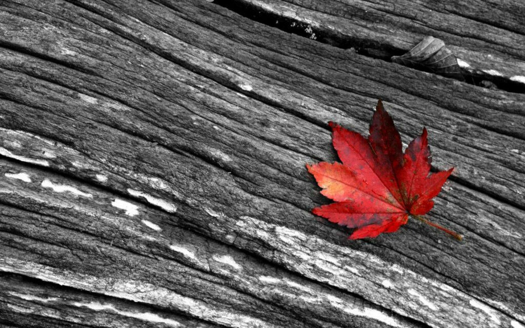 Vibrant Red Maple Leaf on Black & White Wooden Background Wallpaper