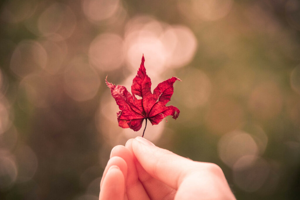 Vibrant Red Maple Leaf Wallpaper: Serene Natural Glow Background