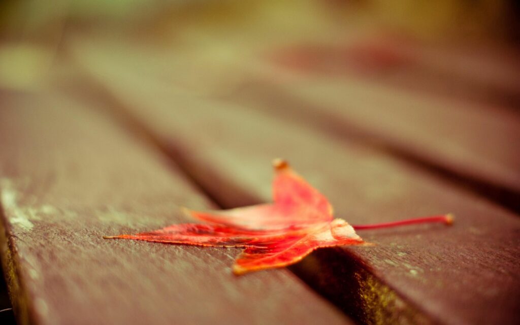 Vibrant Red Maple Leaf on Rustic Wood: Autumn Wallpaper Background