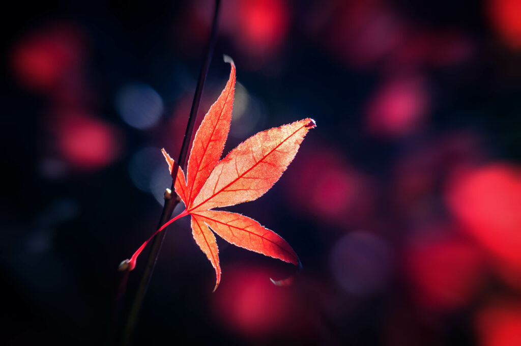 Vibrant Red Maple Leaf Wallpaper with Soft Glare Background