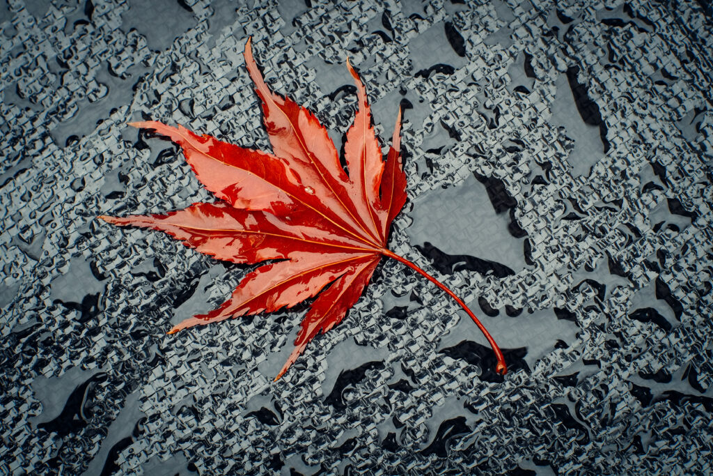 Glistening Red Maple Leaf Wallpaper: Textured Wet Surface Beauty