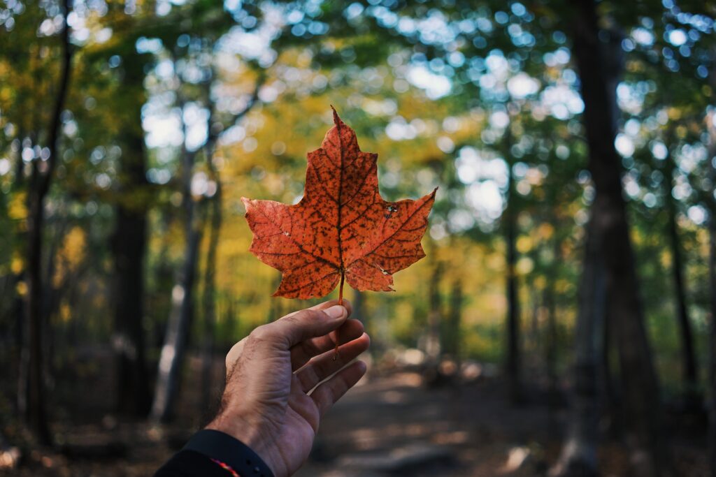 Close-up of hand holding vibrant red maple leaf with blurred autumn forest path background Wallpaper