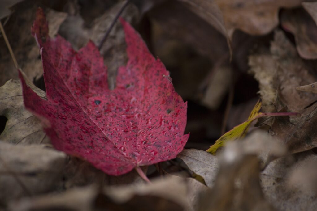 Autumn Serenity: Vibrant Red Maple Leaf Wallpaper Background
