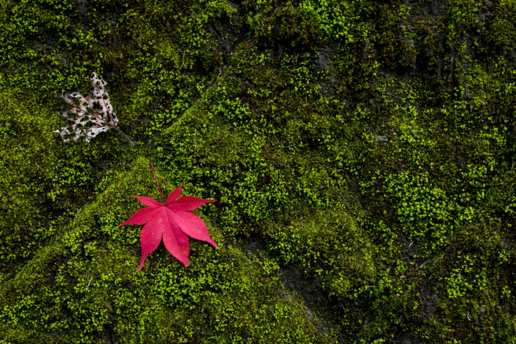 Red Maple Leaf on Green Moss - Serene Macro Wallpaper Background
