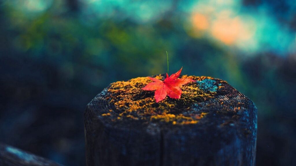 Vibrant Red Maple Leaf on Mossy Stump - Nature Wallpaper