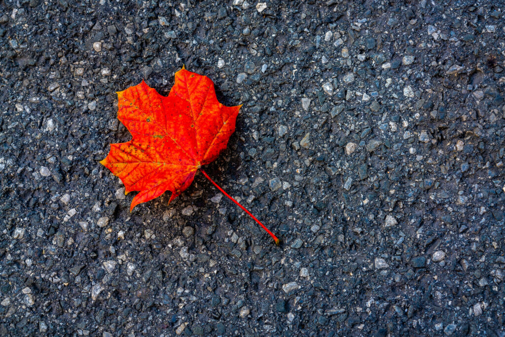 Vibrant Red Maple Leaf on Asphalt - Autumn Macro Wallpaper
