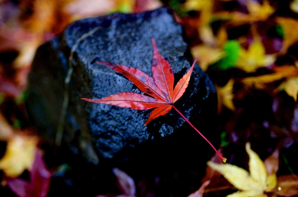 Vibrant Red Maple Leaf on Wet Stone - Autumn Wallpaper Background